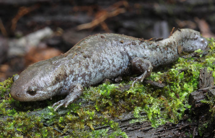 Mole Salamander